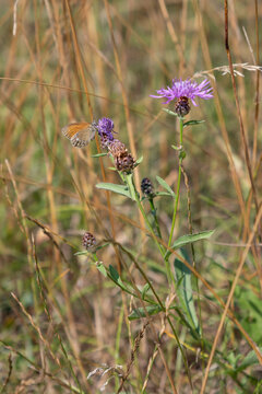 A beautiful common blue butterfly on a cornflower.