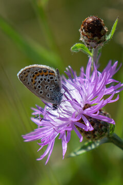 A beautiful common blue butterfly on a cornflower.