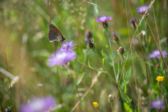 A beautiful common blue butterfly on a cornflower.