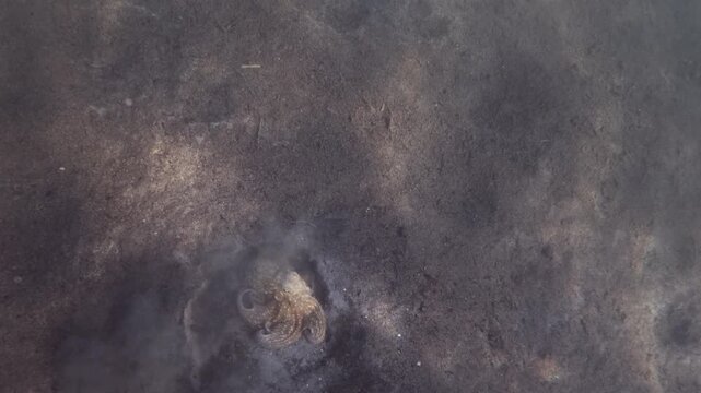 Underwater view of an octopus swimming over the seabed and burrowing into the sand in a cloud of sediment, a striped fish nearby, French Riviera, France.