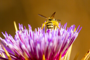 Honey bee covered in yellow pollen pollinating a purple thistle flower © francisco