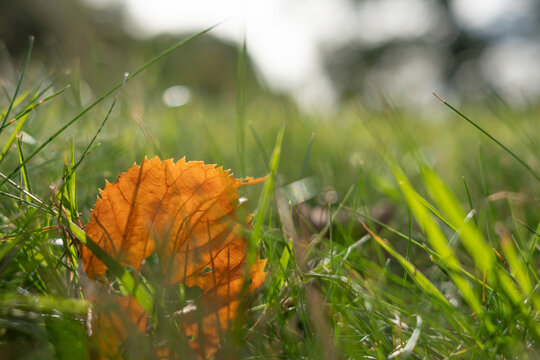 dry leave in the green grass 