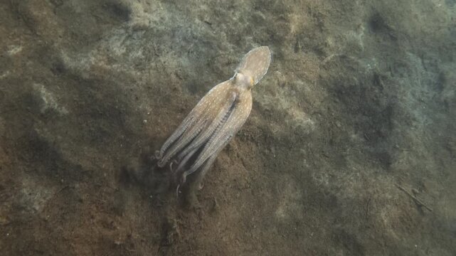 Underwater view of an octopus spread out on the sandy seabed, then swimming to a rocky patch with seagrass, French Riviera, France.