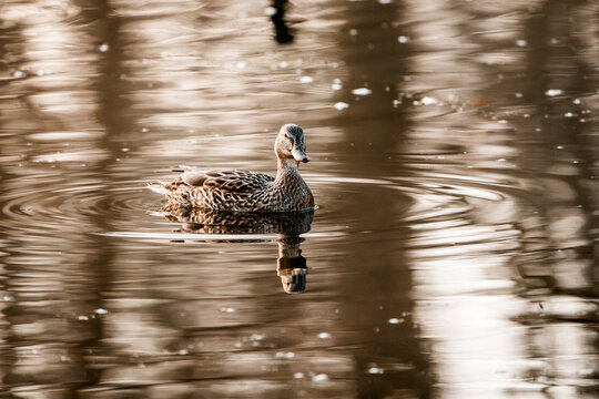Female mallard duck floating on calm reflective pond with golden evening light and soft ripples