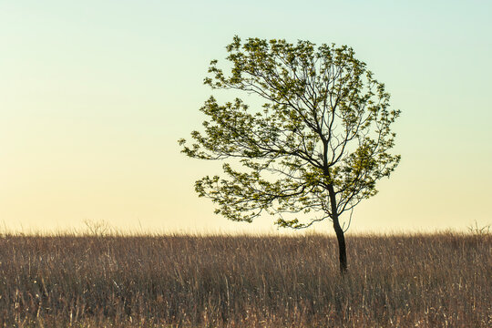 Solitary Tree in Silhouette