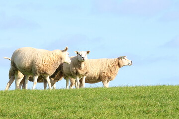 Flock of domestic sheep grazing on a green grassy dike under a clear blue sky © HeKy