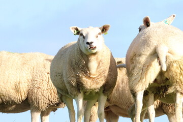 Flock of domestic sheep grazing on a green grassy dike under a clear blue sky © HeKy