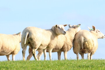 Flock of domestic sheep grazing on a green grassy dike under a clear blue sky © HeKy