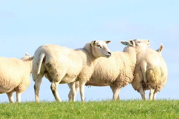 Flock of domestic sheep grazing on a green grassy dike under a clear blue sky © HeKy
