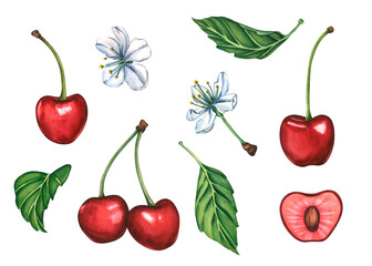 Cherry set. Watercolor botanical illustration of ripe red cherries with green stems, a delicate white cherry blossom, and a green leaf isolated on white background. Cherry branch for product labels © Irina