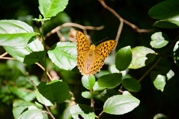 Close-up of a silver-washed fritillary butterfly (Argynnis paphia) resting on a green plant with wings spread, displaying its orange and black wing pattern against a blurred natural background. © Dennis