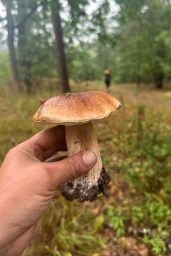 Hand holding fresh harvested porcini mushroom in forest