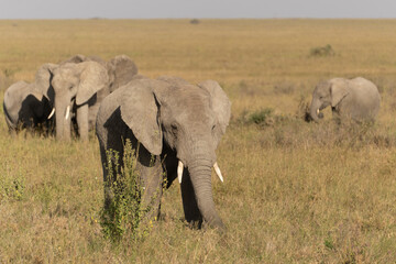 African elephant family with adult elephants and young calves in Serengeti, Tanzania. Majestic wildlife scene showcasing family bonds and natural behavior in the African savanna. © stock