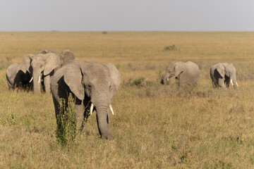 African elephant family with adult elephants and young calves in Serengeti, Tanzania. Majestic wildlife scene showcasing family bonds and natural behavior in the African savanna. © stock