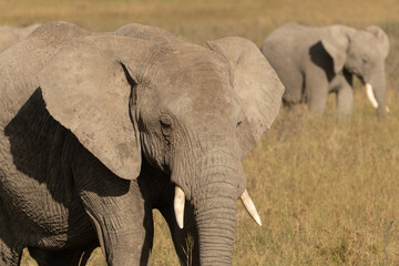 African elephant family with adult elephants and young calves in Serengeti, Tanzania. Majestic wildlife scene showcasing family bonds and natural behavior in the African savanna. © stock
