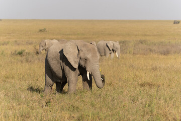 African elephant family with adult elephants and young calves in Serengeti, Tanzania. Majestic wildlife scene showcasing family bonds and natural behavior in the African savanna. © stock