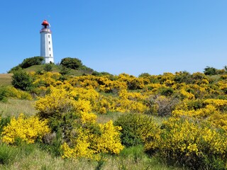 Leuchturm in Ginster-Pracht © Celia