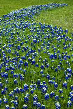Bluebonnets Growing in a Texas Meadow