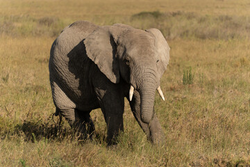 African elephant family with adult elephants and young calves in Serengeti, Tanzania. Majestic wildlife scene showcasing family bonds and natural behavior in the African savanna. © stock