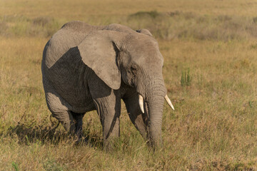 African elephant family with adult elephants and young calves in Serengeti, Tanzania. Majestic wildlife scene showcasing family bonds and natural behavior in the African savanna. © stock