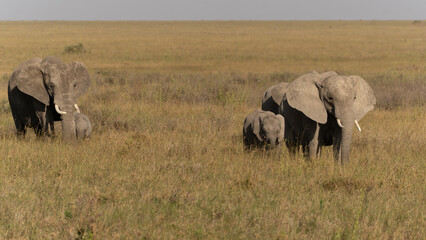 African elephant family with adult elephants and young calves in Serengeti, Tanzania. Majestic wildlife scene showcasing family bonds and natural behavior in the African savanna. © stock