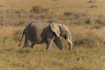 African elephant family with adult elephants and young calves in Serengeti, Tanzania. Majestic wildlife scene showcasing family bonds and natural behavior in the African savanna. © stock