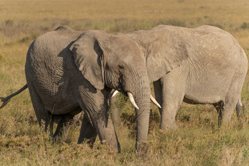 African elephant family with adult elephants and young calves in Serengeti, Tanzania. Majestic wildlife scene showcasing family bonds and natural behavior in the African savanna. © stock