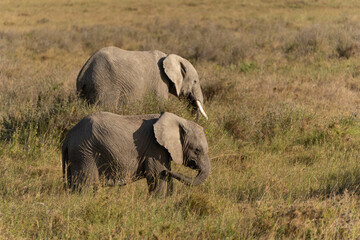 African elephant family with adult elephants and young calves in Serengeti, Tanzania. Majestic wildlife scene showcasing family bonds and natural behavior in the African savanna. © stock