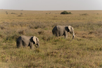 African elephant family with adult elephants and young calves in Serengeti, Tanzania. Majestic wildlife scene showcasing family bonds and natural behavior in the African savanna. © stock