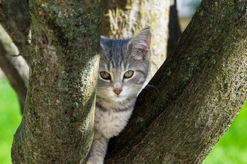 cute grey and white kitten in tree looking at camera © Bob