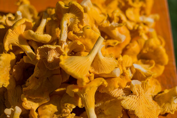 Close-up of golden chanterelles © Антон Скрипачев
