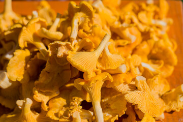 Bright orange-yellow chanterelles crowd the composition © Антон Скрипачев