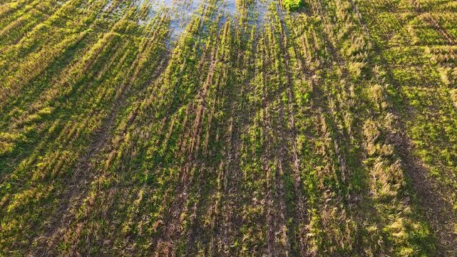 Flying above wet farming field with cut grass and a water puddle