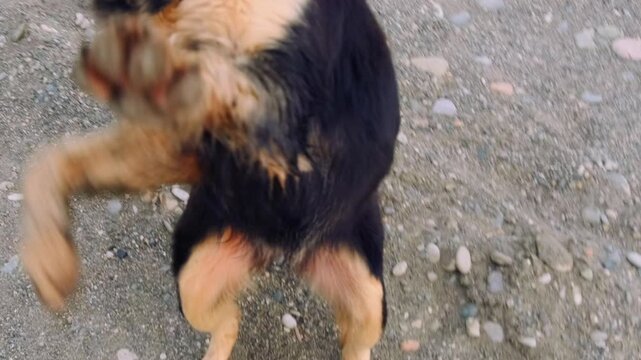 Dog jumps up, overhead view, raising its front paws toward a person other dogs gather on stony ground. Stray animal greetings, canine body language and human interaction for community welfare stories.