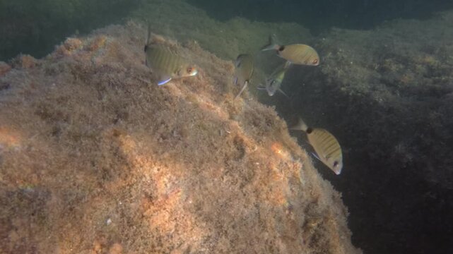 Underwater view of a small group of striped seabream fish swimming over algae-covered rocks in the Mediterranean Sea, French Riviera, France.