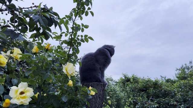 Gray domestic cat sits calmly on tall tree stump in summer garden. Surrounded by greenery pretty kitty observes its surroundings from slightly elevated position, creating peaceful and natural outdoor