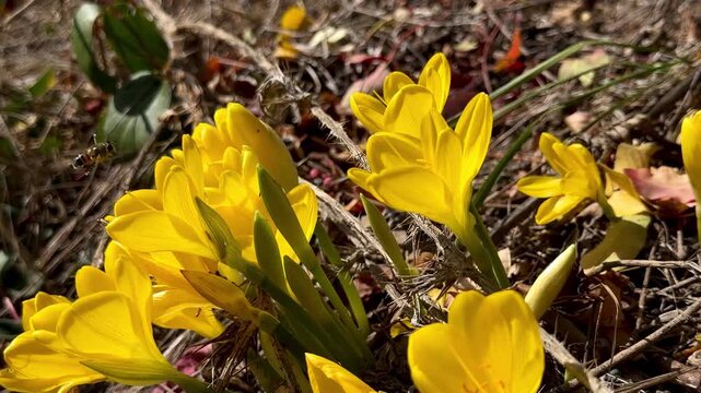 Honey bee hovering over yellow crocuses &ndash; macro spring pollination