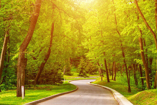 Peaceful Winding Road Through Lush Green Forest Park in Spring