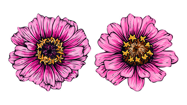 Set of decorative botanical hand drawn beautiful floral blooming pink zinnia flowers illustration isolated on transparent background