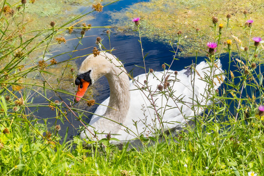 A swan glides across a lake, surrounded by greenery