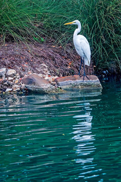 Great Egret Standing on Large Boulder