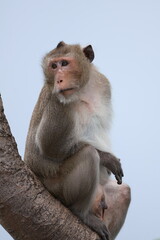 Long-tailed macaque monkey sitting perching on tree branch looking forward © phumnares