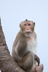 Long-tailed macaque monkey sitting perching on tree branch looking forward © phumnares