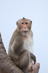 Long-tailed macaque monkey sitting perching on tree branch looking forward © phumnares