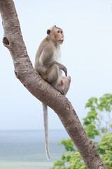Long-tailed macaque monkey sitting perching on tree branch looking forward © phumnares