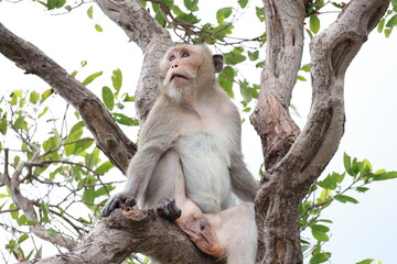 Long-tailed macaque monkey sitting on tree branch surrounded by green leaves © phumnares