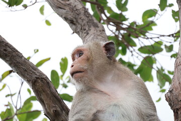Long-tailed macaque monkey sitting on tree branch surrounded by green leaves © phumnares