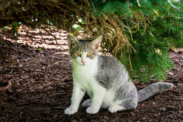 grey and white kitten outdoors looking at camera © Bob