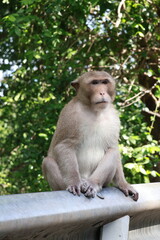 Long-tailed macaque monkey sitting on roadside metal guardrail with green nature background © phumnares