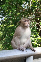 Long-tailed macaque monkey sitting on roadside metal guardrail with green nature background © phumnares
